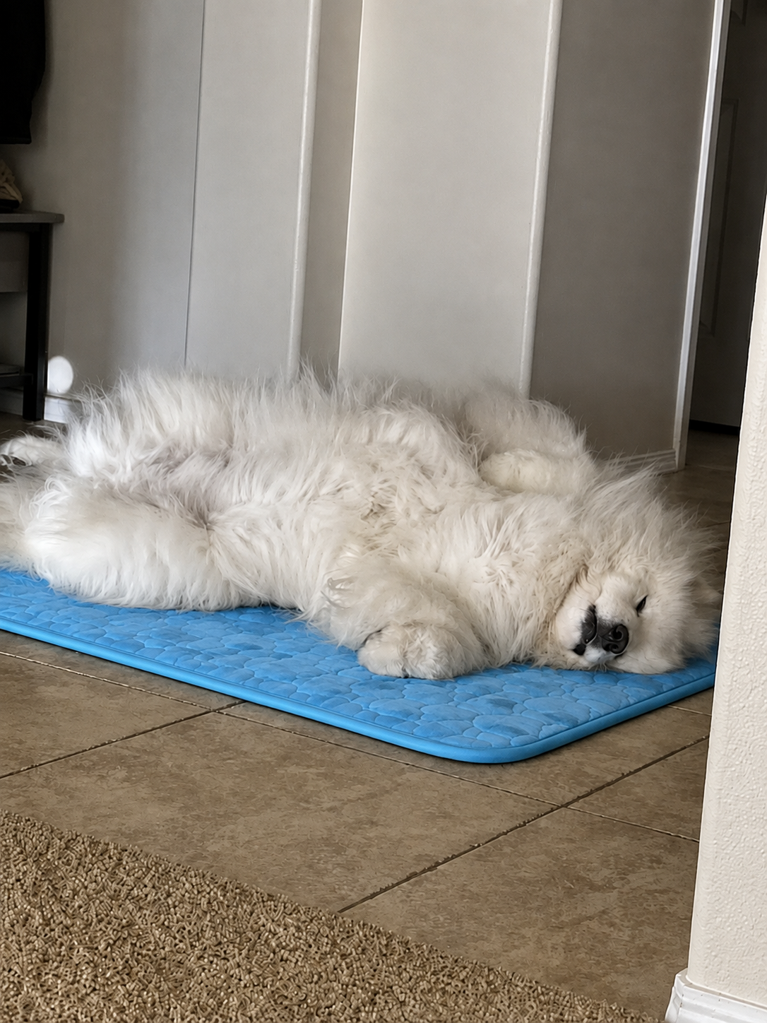 A fluffy white Great Pyrenees asleep on a blue Chilloof cooling mat