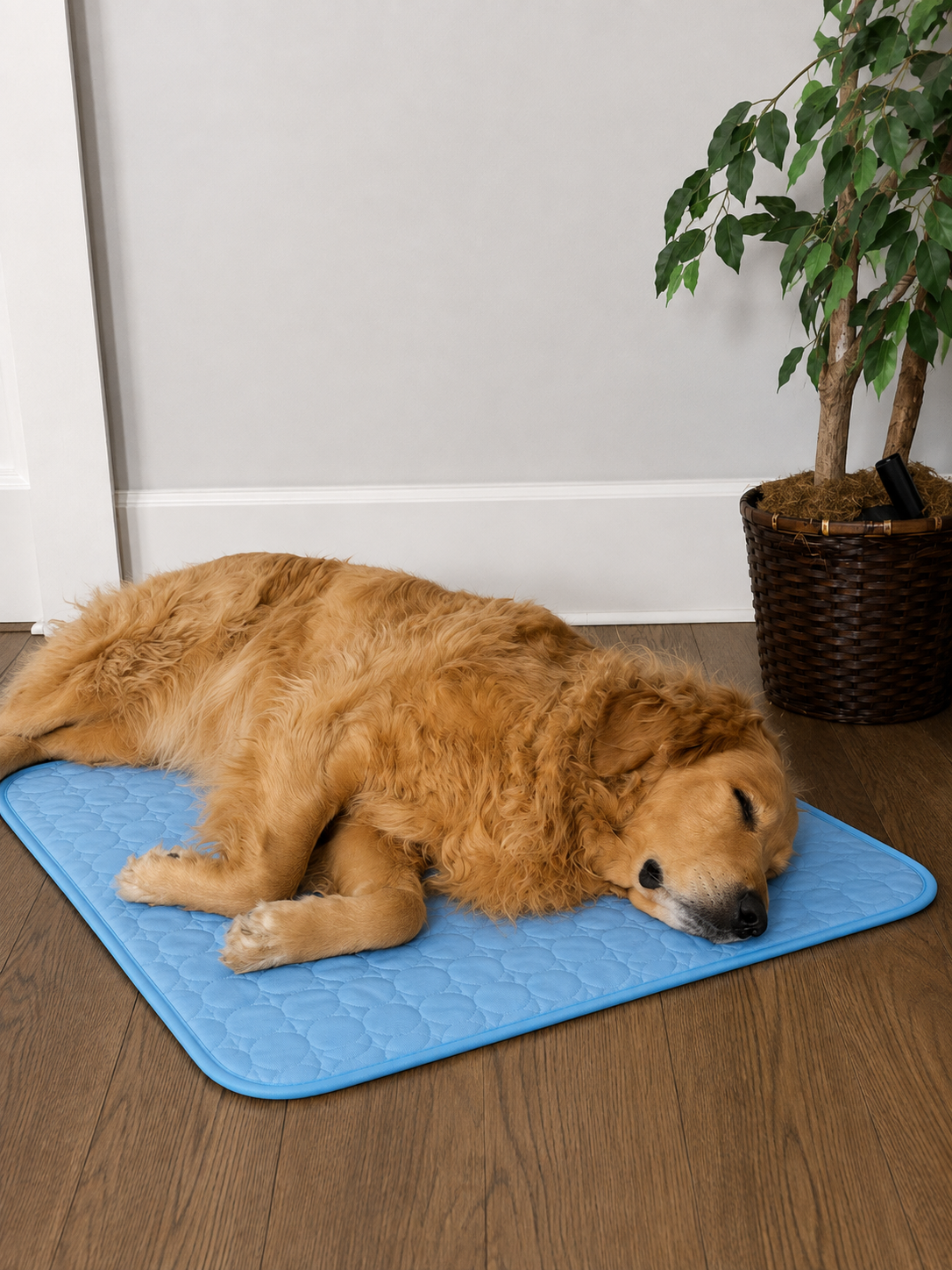 A golden retriever sleeping on a blue Chilloof cooling mat on a wood floor