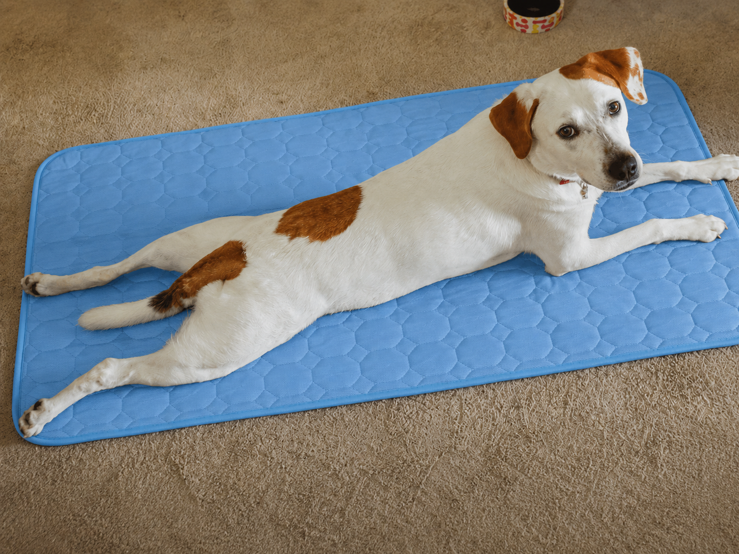 A white and brown pointer mix stretched out on a blue Chilloof cooling mat
